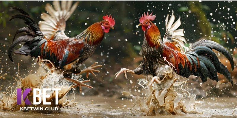 Các Loại Kèo Và Tỷ Lệ Cược Đá Gà Kbet Các Loại Kèo Và Tỷ Lệ Cược Đá Gà Kbet