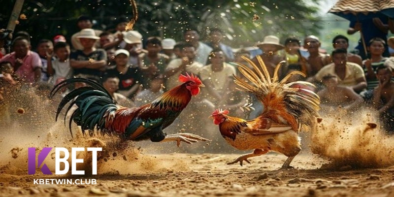 Kinh Nghiệm, Bí Quyết Chơi Đá Gà Kbet Dễ Thắng Kinh Nghiệm, Bí Quyết Chơi Đá Gà Kbet Dễ Thắng