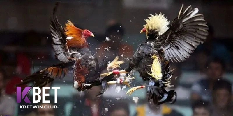 Tìm hiểu về đá gà Kbet Tìm hiểu về đá gà Kbet